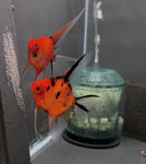 Koi Angelfish Breeding pair #3477