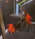 Koi Angelfish Breeding pair #3482