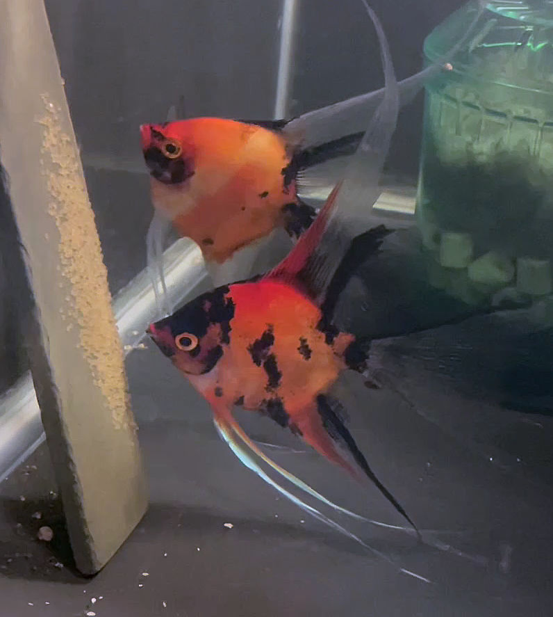Koi Angelfish Breeding pair #3486