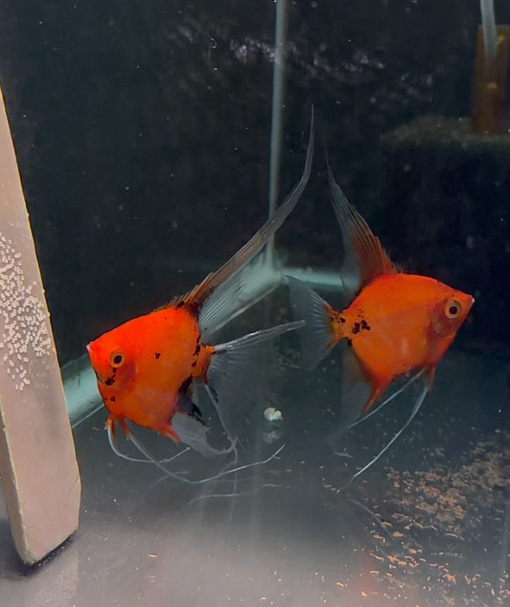 Koi Angelfish Breeding Pair #3492 for sale – Angels Plus