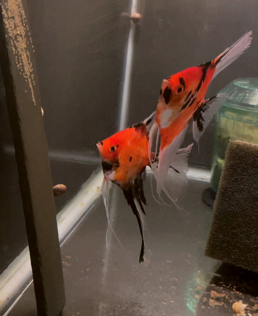 Koi Angelfish Breeding pair #3493