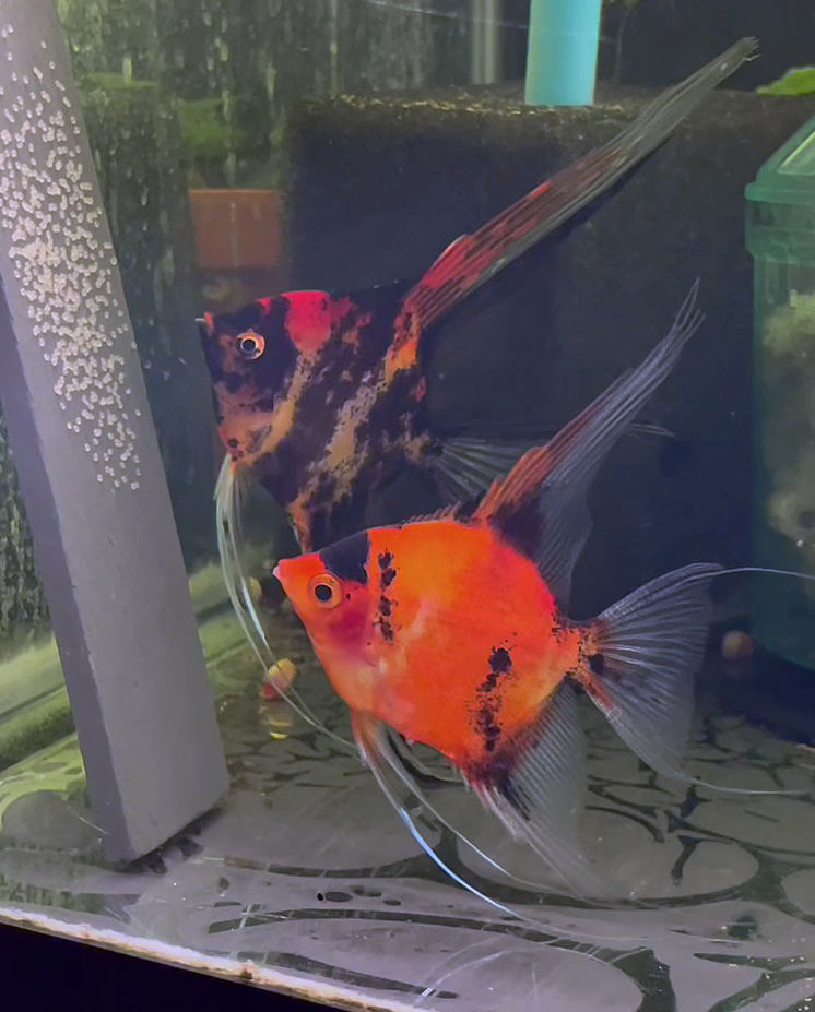Orange Marble x Koi Angelfish Breeding pair #3501