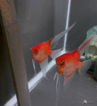 Sunset Angelfish Breeding pair #3502