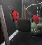 Koi Angelfish Breeding pair #3503