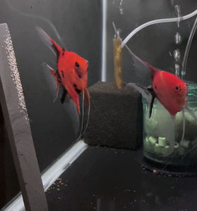 Koi Angelfish Breeding pair #3503