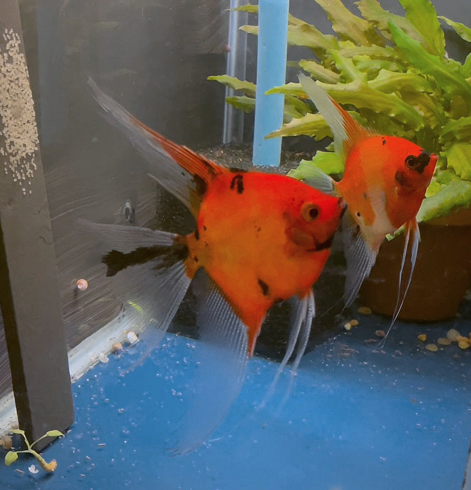 Koi Angelfish Breeding Pair #3513 for sale – Angels Plus