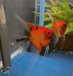 Koi Angelfish Breeding pair #3513