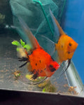 Koi Angelfish Breeding pair #3514