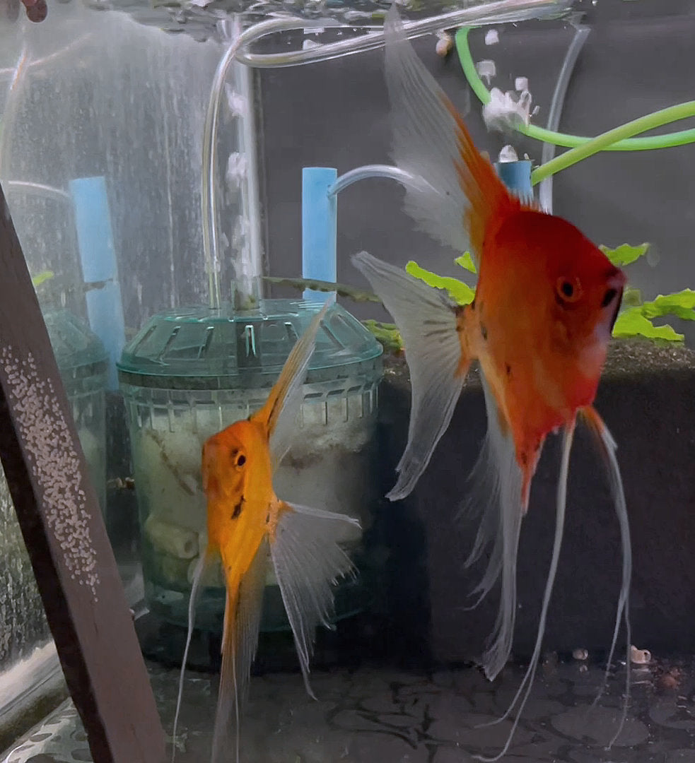 Koi Angelfish Breeding pair 3515