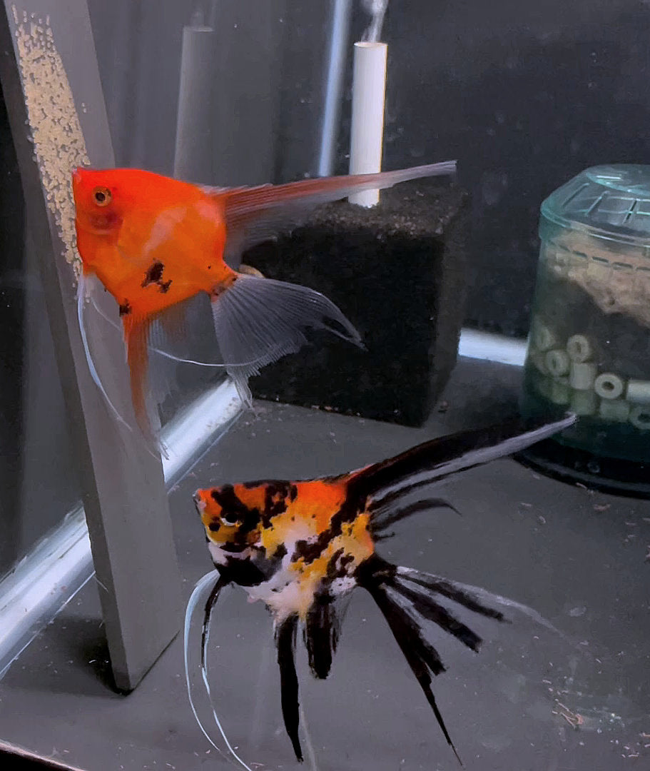 Orange Marble x Koi Angelfish Breeding pair #3516