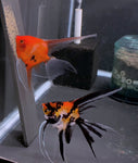 Orange Marble x Koi Angelfish Breeding pair #3516