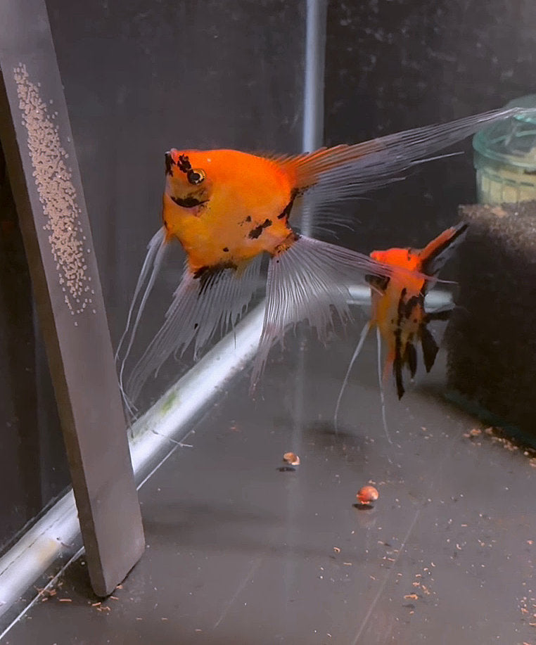 Koi Angelfish Breeding pair #3517