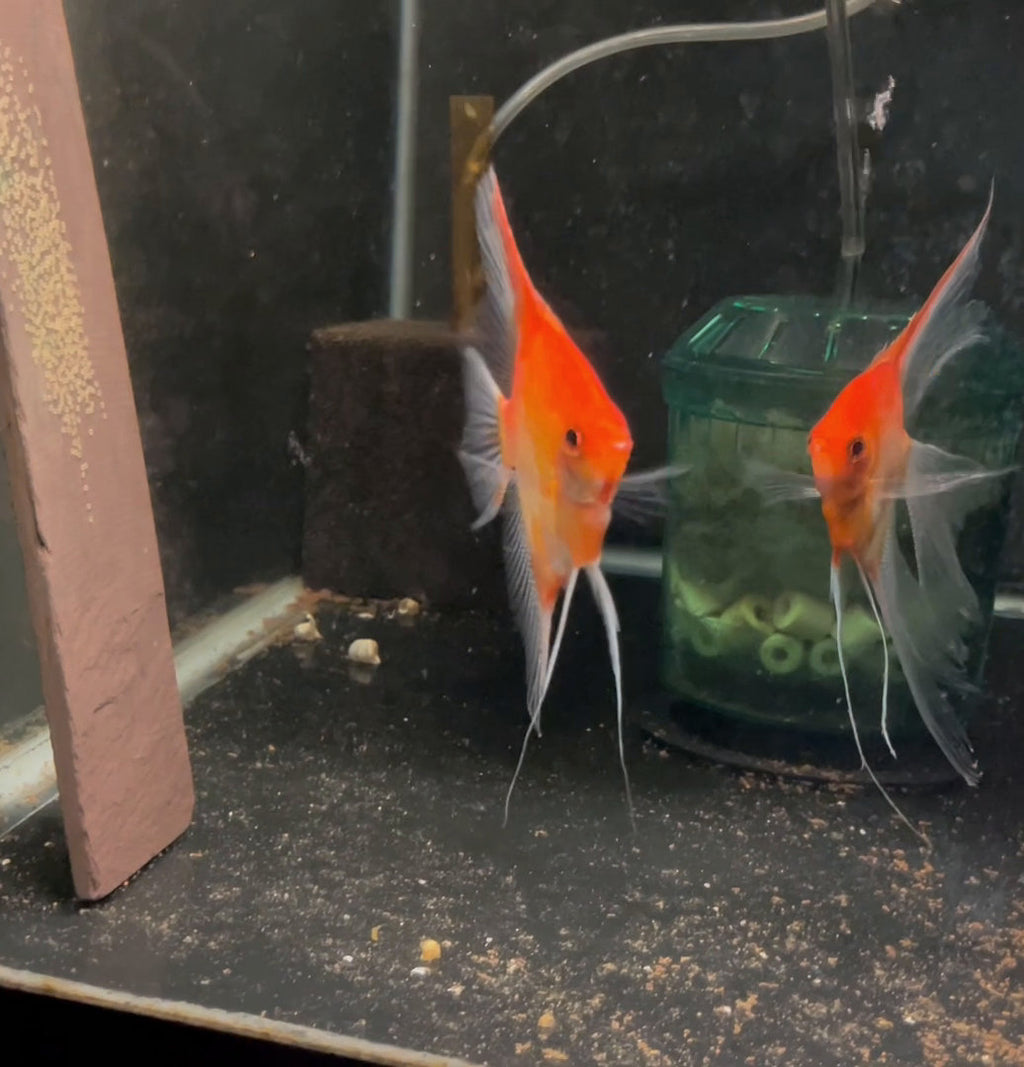 Sunset Angelfish Breeding pair #3520