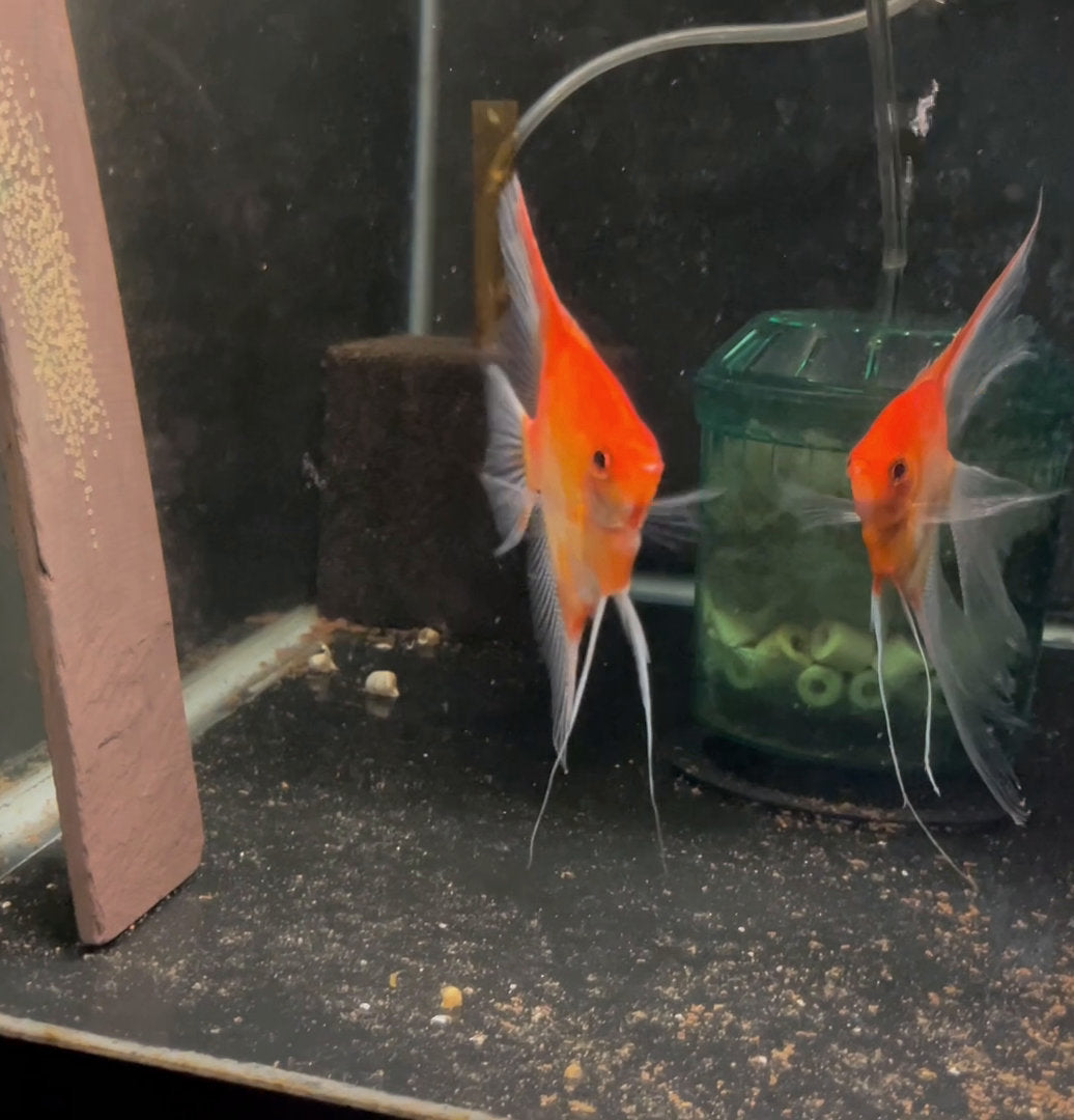 Sunset Angelfish Breeding Pair #3520 for sale – Angels Plus