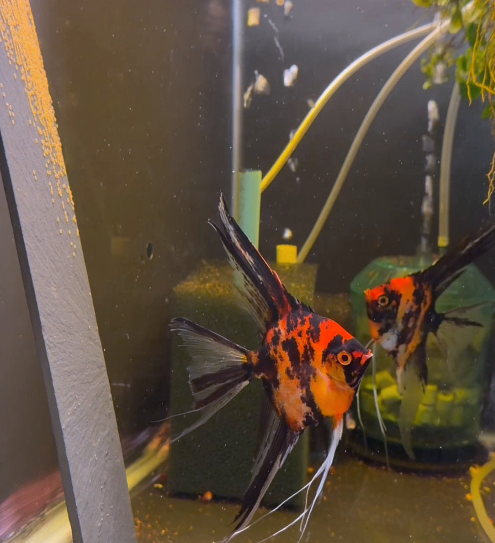 Orange Marble Angelfish Breeding Pair #3524 for sale – Angels Plus
