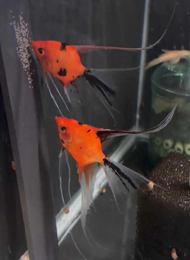 Koi Angelfish Breeding pair #3528