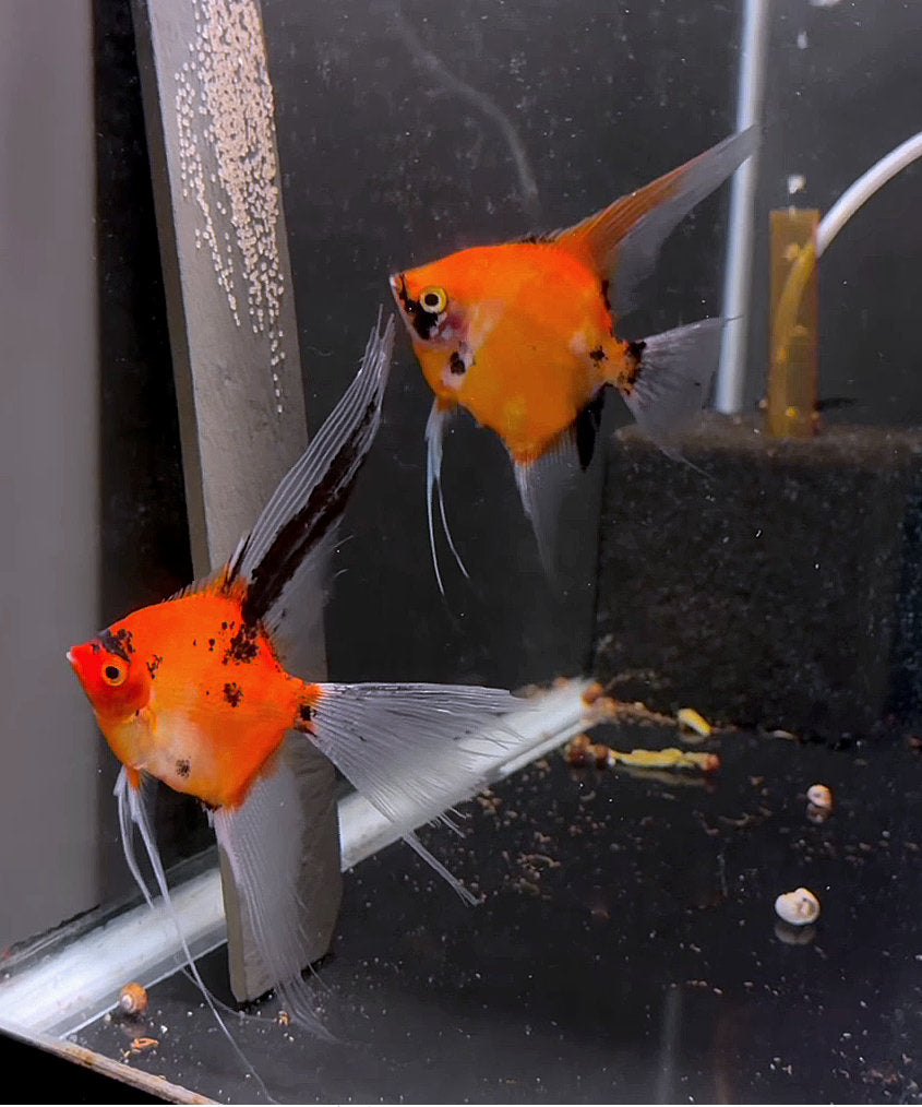 Koi Angelfish Breeding Pair #3530 for sale – Angels Plus