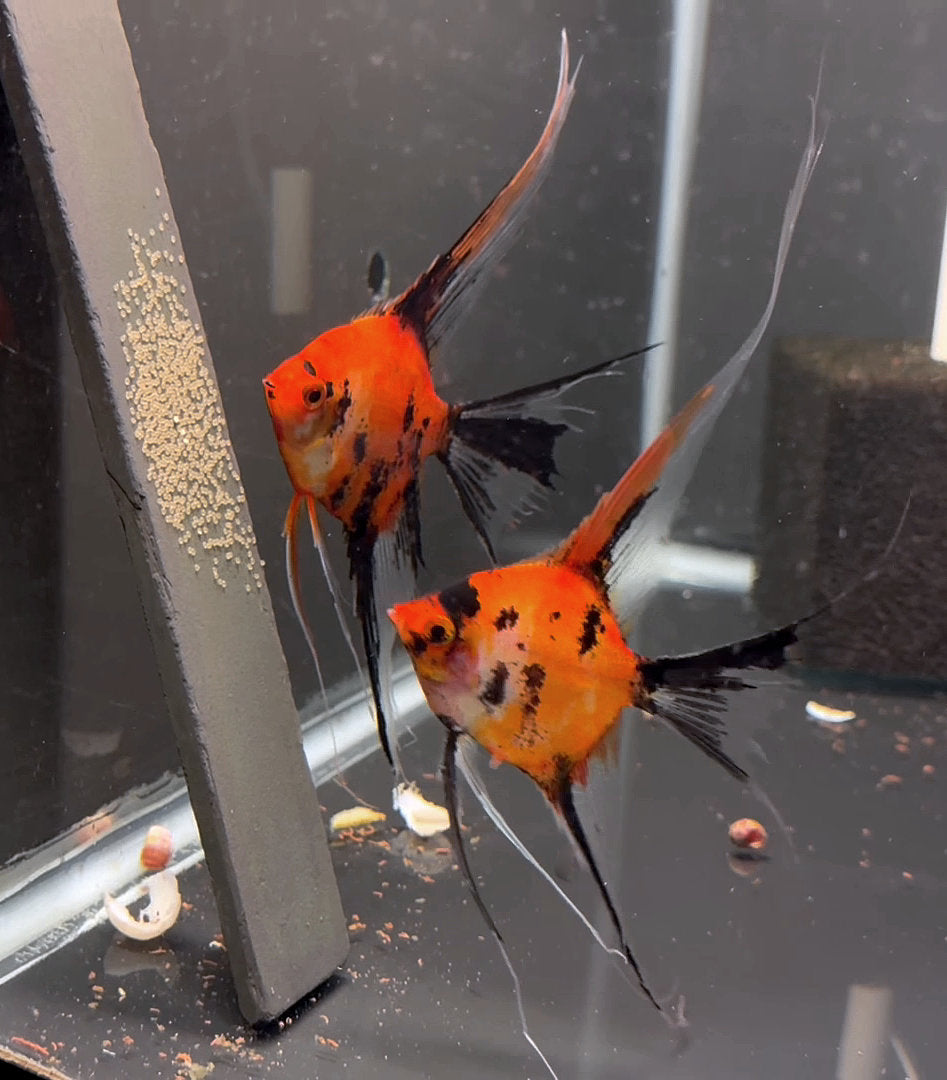 Angelfish Breeding Pairs for Sale – Tagged 