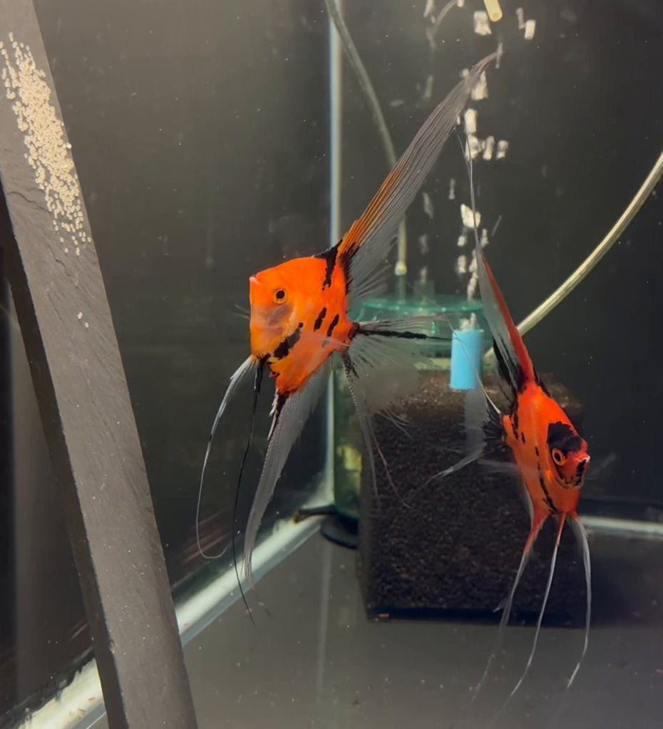 Angelfish Breeding Pairs for Sale – Tagged 