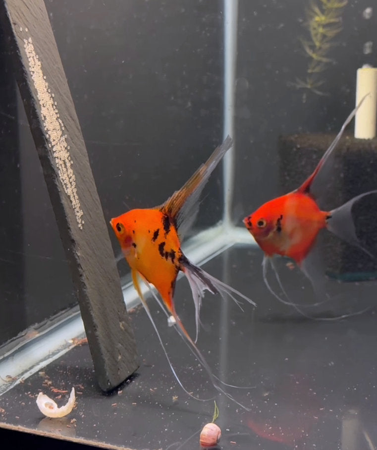 Angelfish Breeding Pairs for Sale – Tagged 