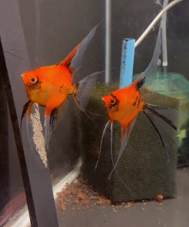 Angelfish Breeding Pairs for Sale – Tagged 