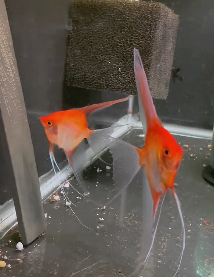 Sunset Angelfish Breeding Pair #4016 for sale – Angels Plus