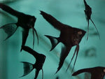 Black Angelfish Juveniles