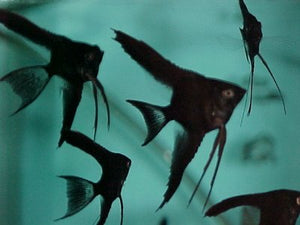 Black Angelfish Juveniles