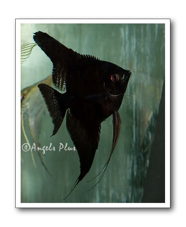 Black Angelfish For Sale Angels Plus