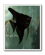 Black Angelfish Adult