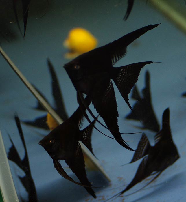 Black Angelfish for sale – Angels Plus
