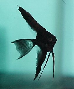 Black Angelfish Juvenile