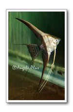 Halfblack Angelfish