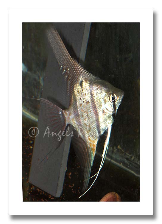 Wild Peruvian Angelfish