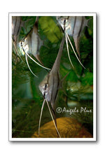 Wild Peruvian Angelfish Out-cross