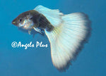 Adult Halfblack Pastel Male guppy