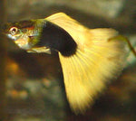 Halfblack Yellow Guppy
