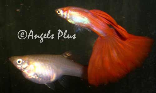 Red Guppy Pair