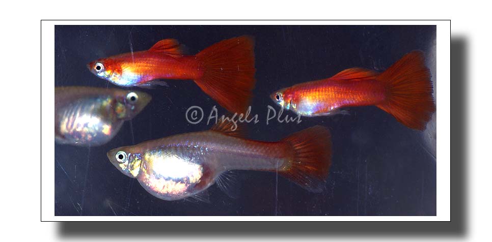 Red Guppies