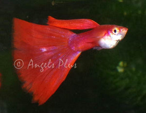 Red Guppy Male