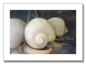 Ivory Mystery Snail