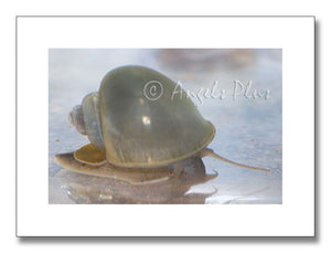 Blue Mystery Snail