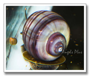 Adult Dark Stripe Purple Mystery Snail