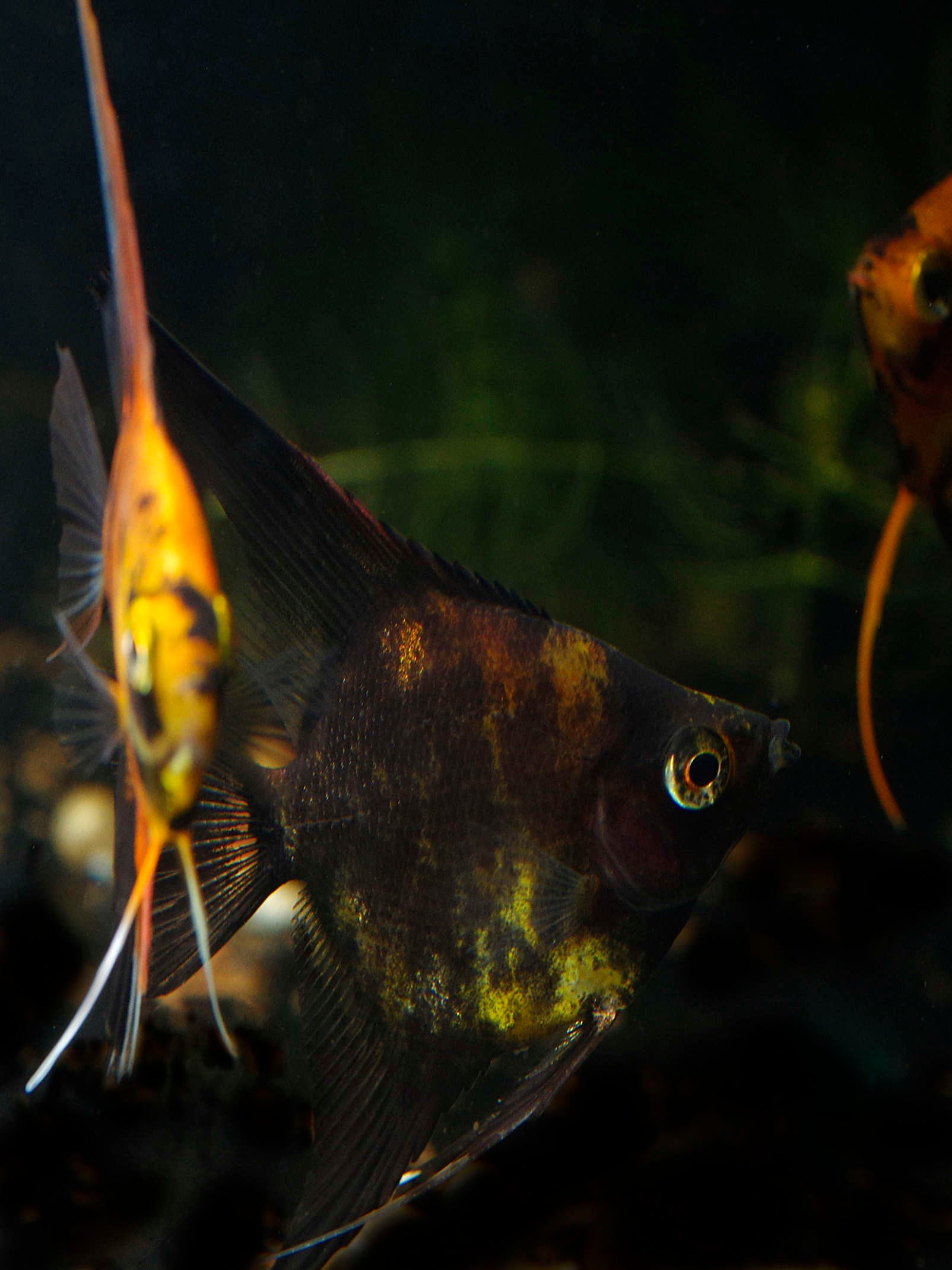 Rare Freshwater Angelfish