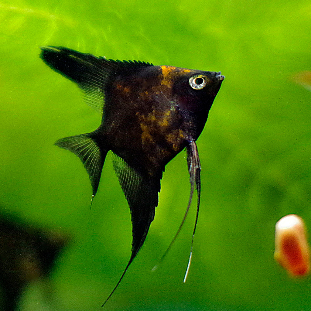 Black Splash Angelfish - 9 weeks old