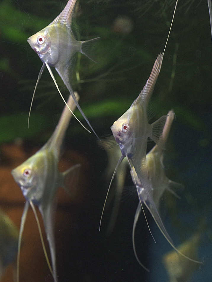 Albino Dantum Angelfish Juveniles