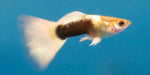 2.5 month old HB Pastel Guppy