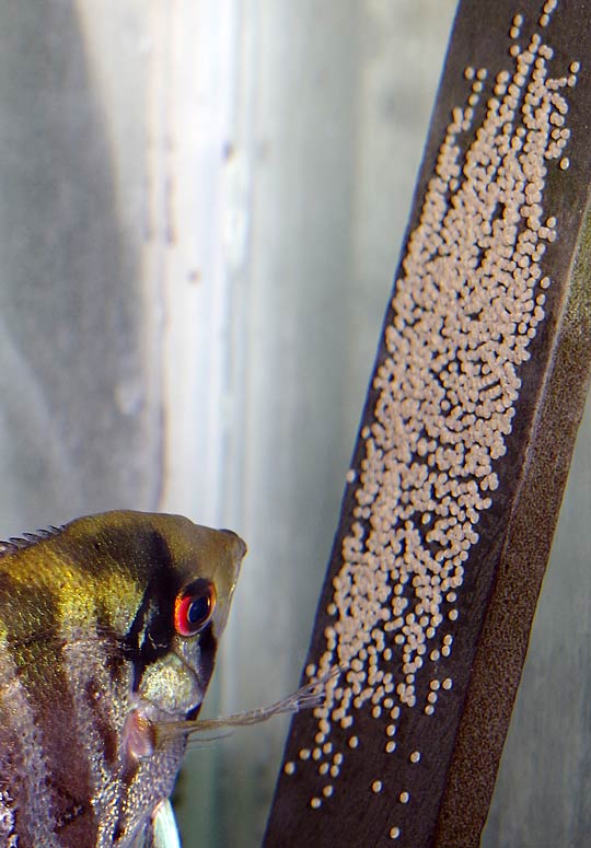 angel fish breeders