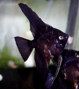 Streaked Black Angelfish