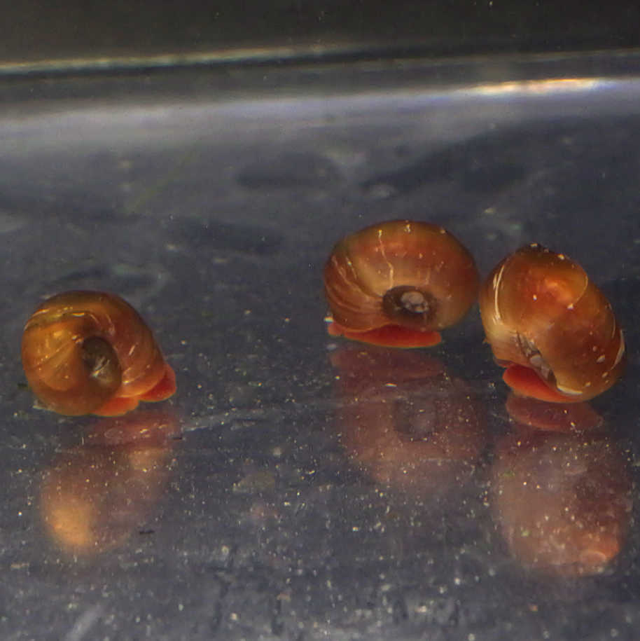 Red Ramshorn aquarium snails for sale – Angels Plus